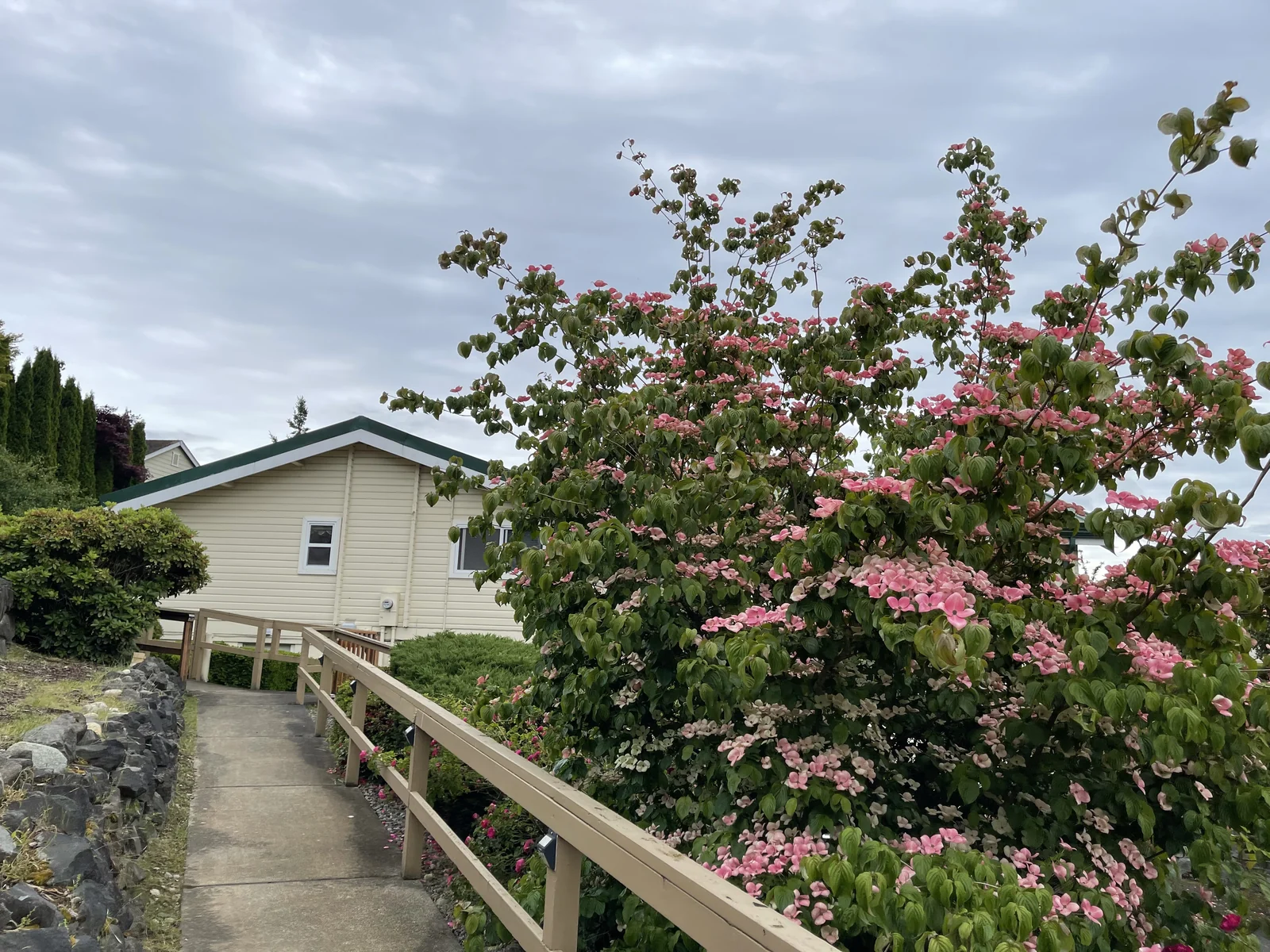 Birdsong Adult Family Home in Kent, WA, seen from the ramped front walkway beside a flowering dogwood