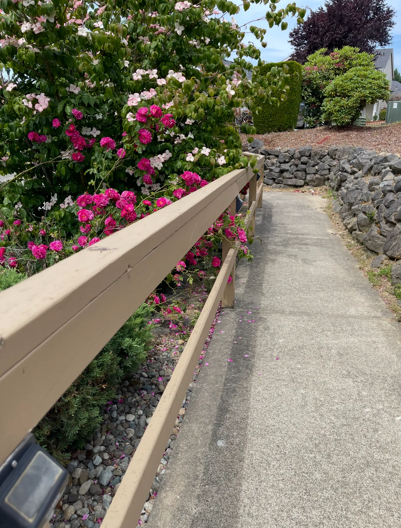 Flowering dogwood along the front walkway at Birdsong Adult Family Home in Kent, WA